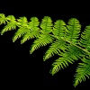 Single fern frond, Bernwood Forest, Botolph Claydon, Bucks