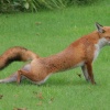 Fox in the Garden 3