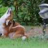 Fox in the Garden 4