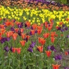 Tulips at Harlow Carr