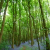 Walking through the bluebell woods