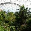 The tropical rain forest.