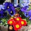 Colourful  flower display
