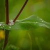 Leaf waterdrop