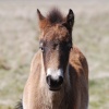 Exmoor Pony foal