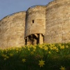 Daffodils at Clifford’s Tower York April 2009