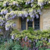 This year's Wisteria-bloom in Chipping Campden