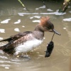 Hooded Merganser with it's lunch.