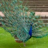 Peacock fan