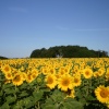Sunflowers in Rudloe, Wiltshire