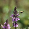 Marsh Woundwort and approaching bee