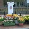 Spring Flowers, Long Sutton market place
