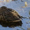 Resting duck