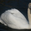 Swan on the Thames at Henley