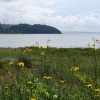 The coast at Laugharne