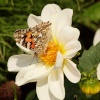 Painted Lady butterfly, Steeple Claydon allotments, Buckinghamshire