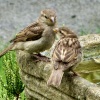 Sparrows in the garden