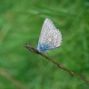 Common Blue butterfly male