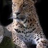 Leopard at Banham Zoo