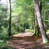 Boggy Wood, Claughton