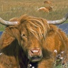 Longhorn Cattle 2