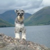 Dibble at Wastwater
