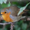 Friendly robin at Arley near Bewdley