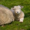 Lambs at Springtime