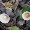 Fungi in the woods at the fen