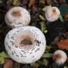Fungi in the Churchyard