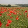 Poppies near Eynsford village, Kent