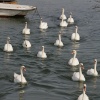 Swans on the move!!! eta...