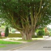 A tree in Worlingham