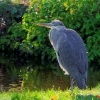 Heron on the River Wye in Buxton