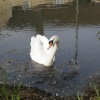 Swan on the River Welland