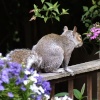 Squirrel on my garden fence