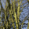 Trees in winter sun