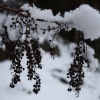 Dried foliage in the snow