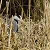 Heron in the Reeds