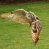 Bird of prey in flight.