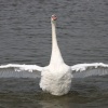 Swan at Oulton Broad