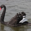 Black Swan at Oulton Broad