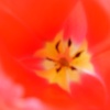 Inside of a Tulip