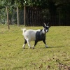 Black and White Goat