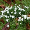 Snowdrops in the Churchyard