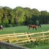Peacefully grazing at sunset, near Helmsley
