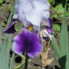 Iris at Newby Hall gardens