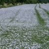 Snowshill Lavender Fields