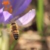 Hovering Bee in my garden, Steeple Claydon, Bucks
