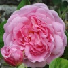 Rose at Castle Howard gardens